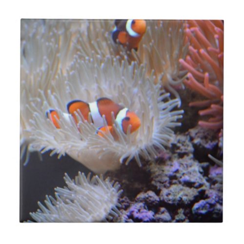 Clownfish Tile