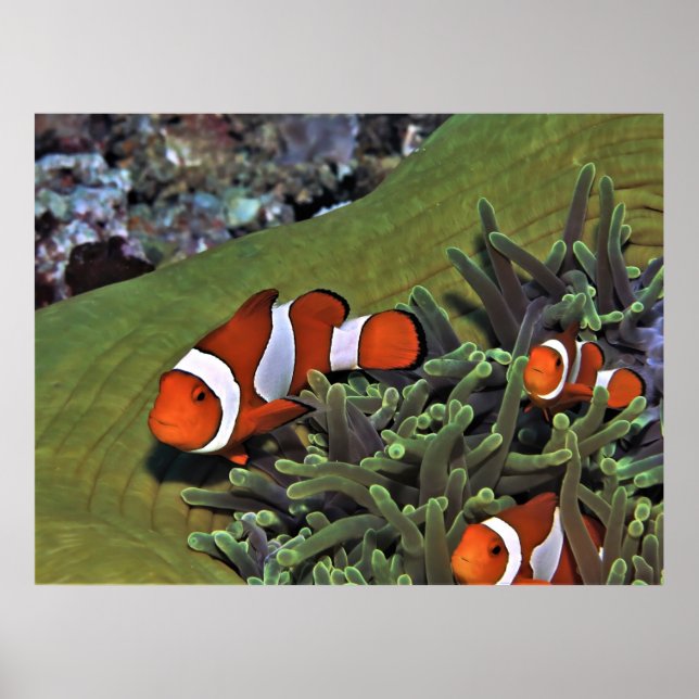 Clownfish Trio Poster (Front)