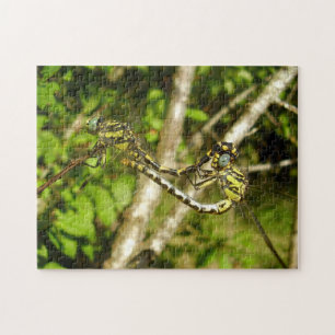 Club-tailed Dragonflies Photo Puzzle & Gift Box