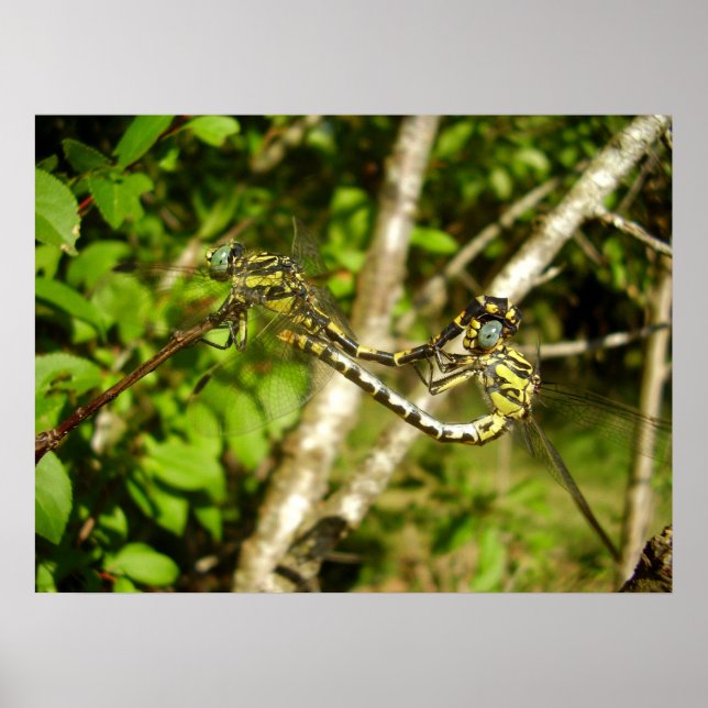 Club-tailed Dragonflies Poster (Front)