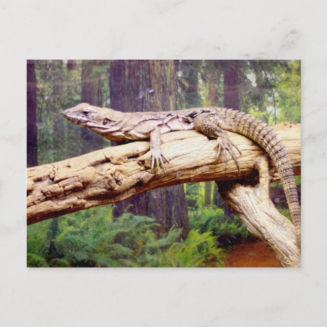 Clubbed Tail Lizard Postcard (Front)
