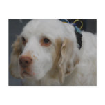 Clumber Spaniel Dog  Postcard