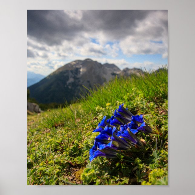 Clusius' gentian flowers and mountains poster (Front)
