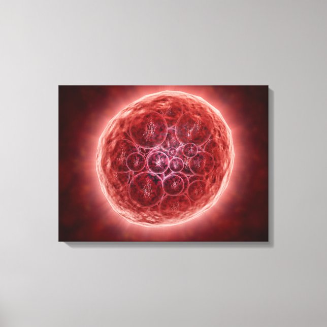 Cluster Of Blastomeres Forming A Morula Canvas Print (Front)