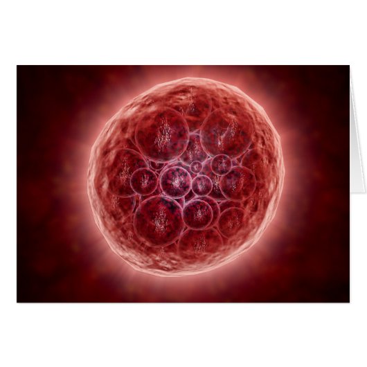 Cluster Of Blastomeres Forming A Morula Cards (Front Horizontal)