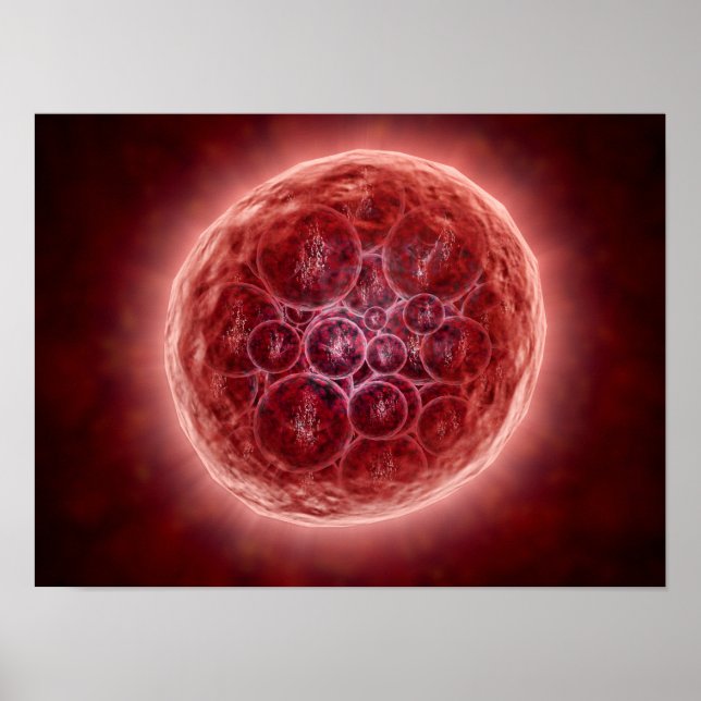 Cluster Of Blastomeres Forming A Morula Poster (Front)