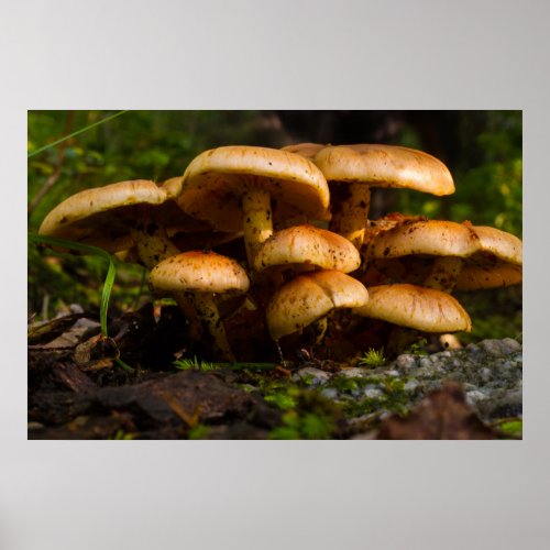 Cluster Of Capped Mushrooms Poster