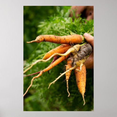 Cluster of Carrots Print