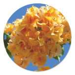 Cluster of Golden Bougainvillea Floral Classic Round Sticker