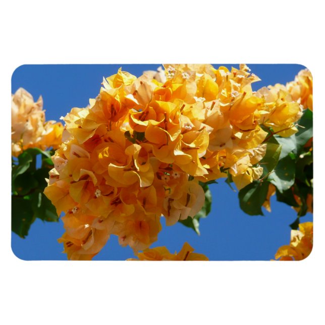 Cluster of Golden Bougainvillea Floral Magnet (Horizontal)