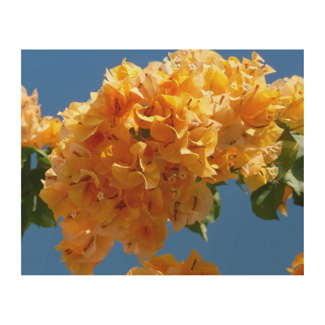 Cluster of Golden Bougainvillea Floral Wood Wall Art (Front)