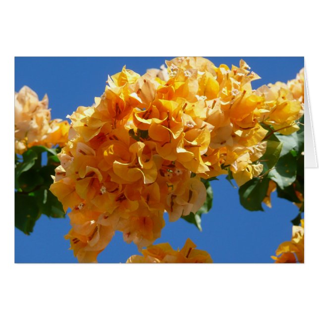 Cluster of Golden Bougainvillea Tropical Floral Cards (Front Horizontal)