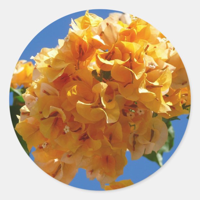 Cluster of Golden Bougainvillea Tropical Floral Classic Round Sticker (Front)