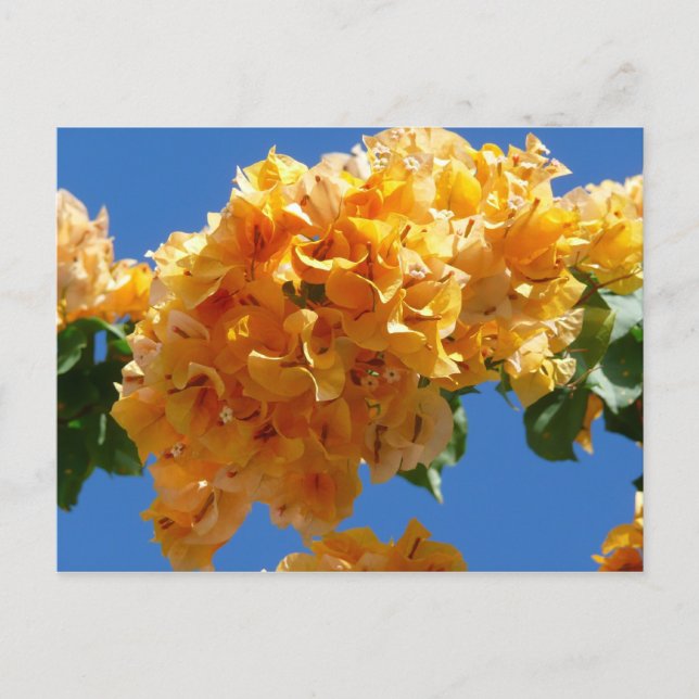 Cluster of Golden Bougainvillea Tropical Floral Postcard (Front)
