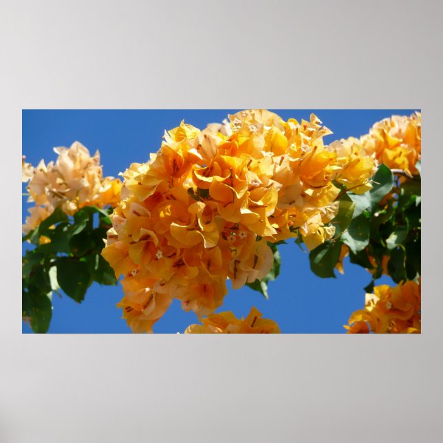 Cluster of Golden Bougainvillea Tropical Floral Poster (Front)