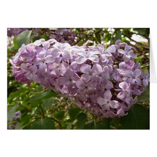 Cluster of Lilac Blossoms Spring Floral Cards (Front Horizontal)