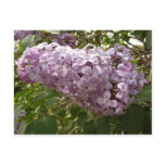 Cluster of Lilac Blossoms Spring Floral Postcard