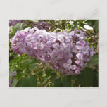 Cluster of Lilac Blossoms Spring Floral Postcard