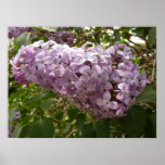 Cluster of Lilac Blossoms Spring Floral Poster