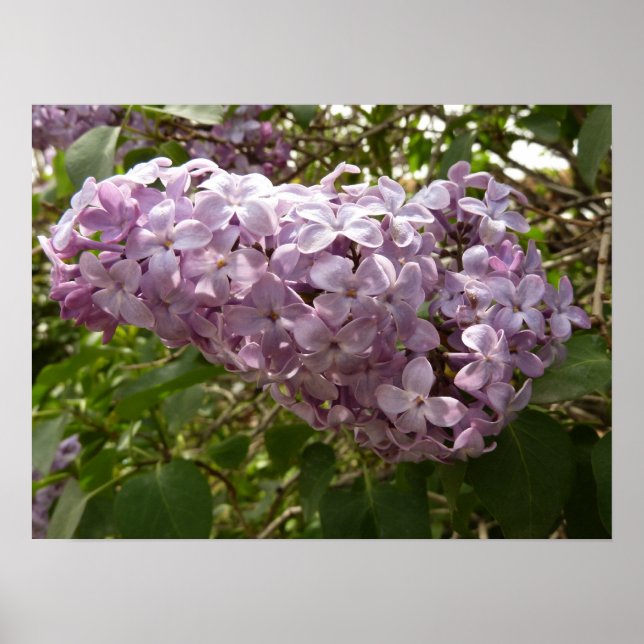 Cluster of Lilac Blossoms Spring Floral Poster (Front)