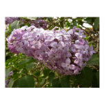 Cluster of Lilac Blossoms Spring Floral Poster