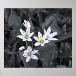 Cluster of Mini Flowers Macro Photo BW/Color Poster