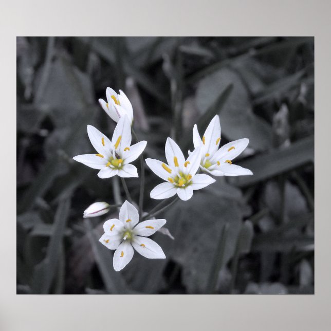 Cluster of Mini Flowers Macro Photo BW/Color Poster (Front)