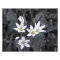 Cluster of Mini Flowers Macro Photo BW/Color Print