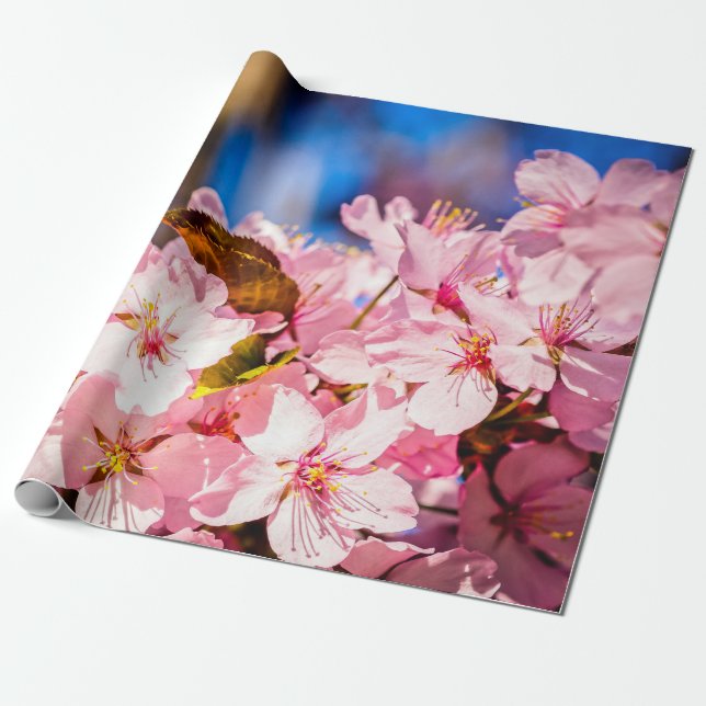 Cluster Of Pink Cherry Blossoms, Blue Sky Wrapping Paper (Unrolled)