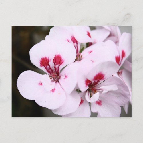 Cluster of Pretty White and Pink Geranium Blossoms Postcard
