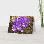 Cluster of Purple Crocuses Spring Floral Card