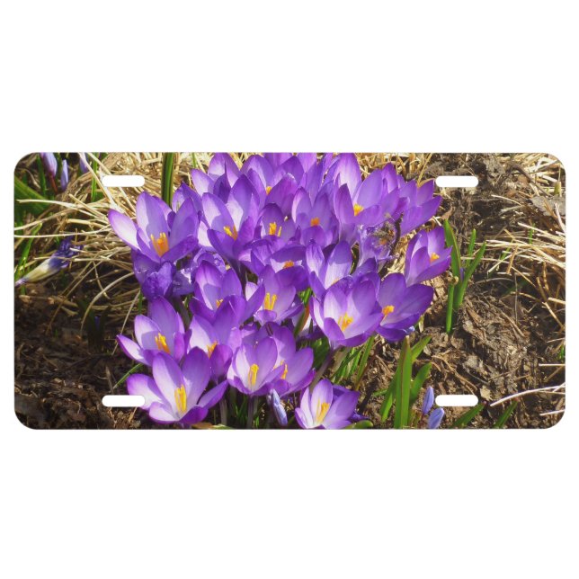 Cluster of Purple Crocuses Spring Floral License Plate (Front)