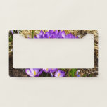 Cluster of Purple Crocuses Spring Floral License Plate Frame