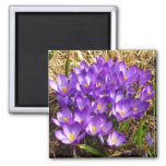 Cluster of Purple Crocuses Spring Floral Magnet