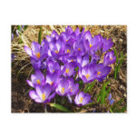 Cluster of Purple Crocuses Spring Floral Postcard