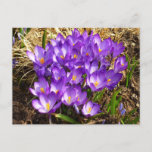 Cluster of Purple Crocuses Spring Floral Postcard