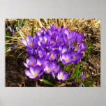 Cluster of Purple Crocuses Spring Floral Poster