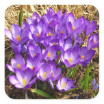Cluster of Purple Crocuses Spring Floral Square Sticker