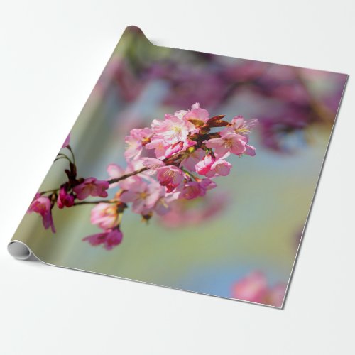 Cluster Of Sakura Blossoms On Green Blue Purple Wrapping Paper