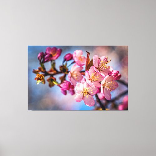 Cluster Of Sakura Cherry Blossoms In The Wind Canvas Print