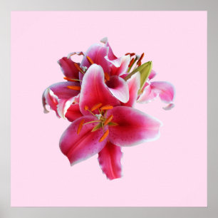 Cluster of Stargazer Lilies Poster