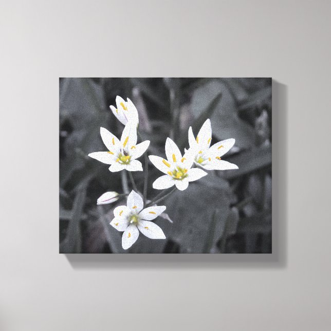 Cluster of Tiny Blooms Stretched Canvas Print (Front)