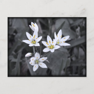 Cluster of Wildflowers Macro Photo Post card