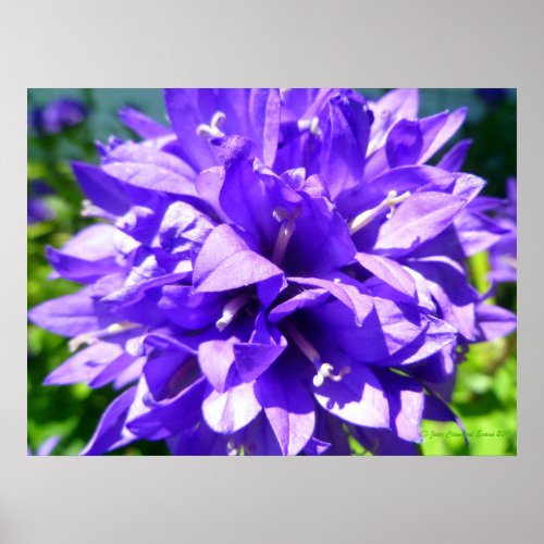 Clustered Bellflower Campanula glomerata Superba Poster