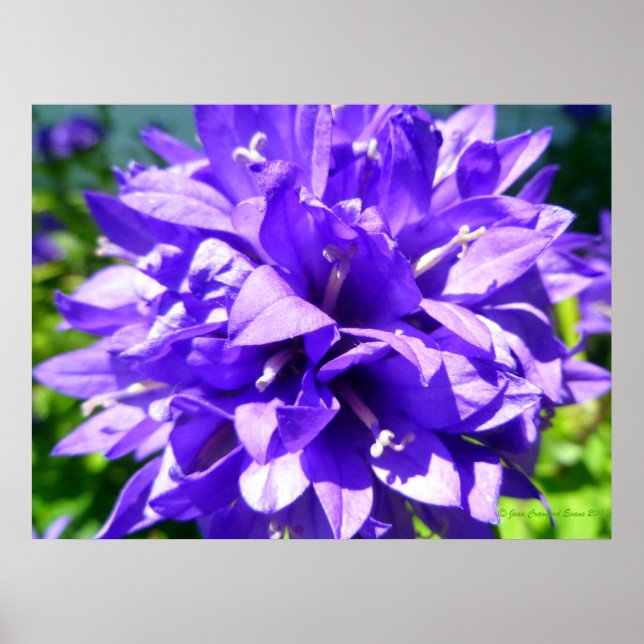 Clustered Bellflower (Campanula glomerata Superba) Poster (Front)