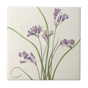 Clusterlily by Mary Vaux Walcott Ceramic Tile
