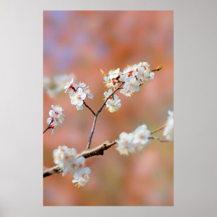 Clusters Of Japanese Apricot Flowers Poster