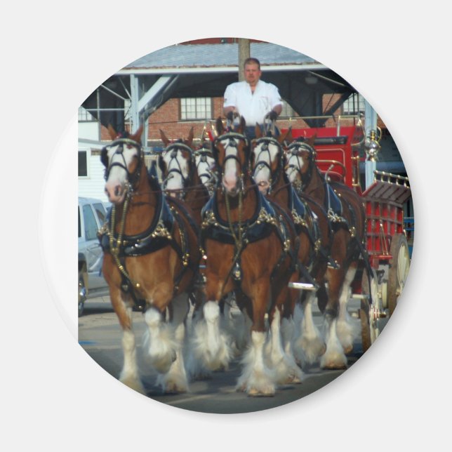 Clydesdale 6 horse hitch magnet (Front)