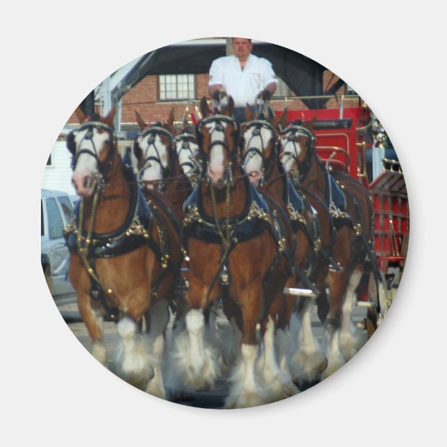 Clydesdale 6 horse hitch magnet (Front)