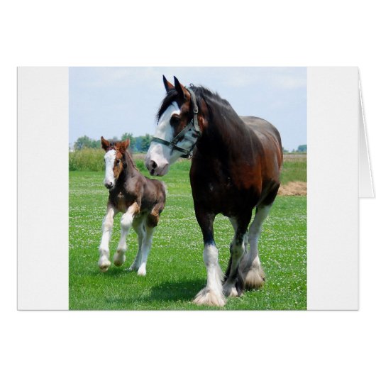Clydesdale and Filly Cards (Front Horizontal)